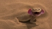 Lizard round -head - vtipný zástupca agamovov